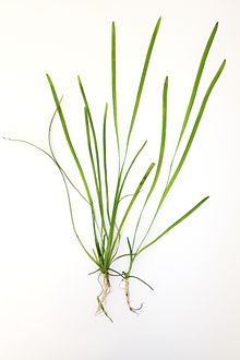 Vallisneria Torta Oxygenating Pond Plants =