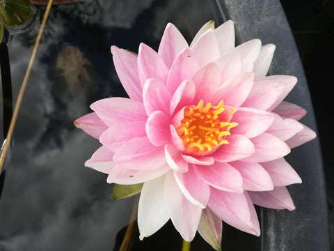 Painted Lady Medium Hardy Waterlily - pondmegastore