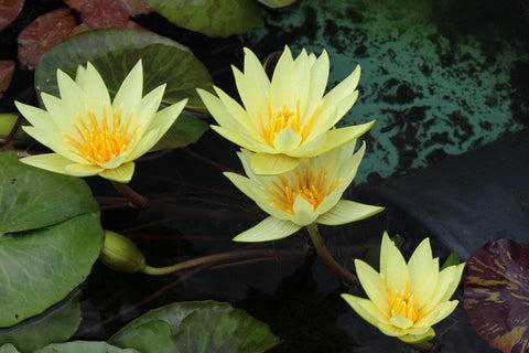 St. Louis Gold Waterlily Medium, Day Bloomer - pondmegastore