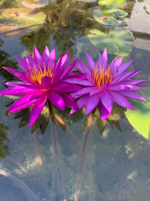 Detective Erika Water Lily Large Hardy Water Lily (More for Sale May 30th 2020) - pondmegastore