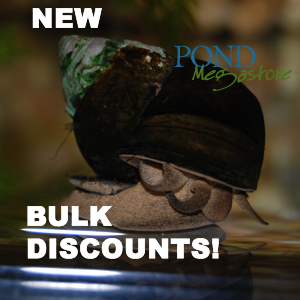 Trapdoor Pond Snails (Bulk Quantity) From the fishery Ships all year - pondmegastore