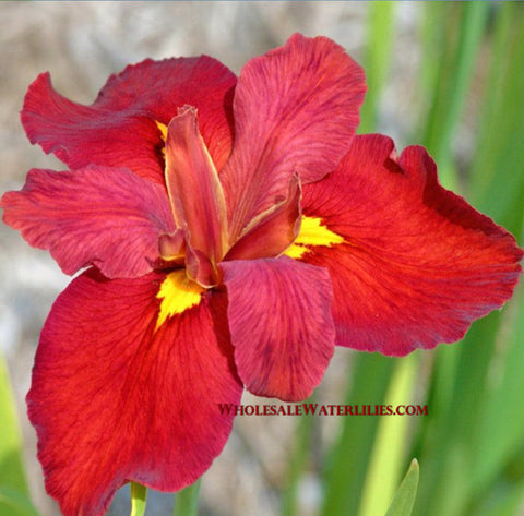 Ann Chowning, Louisiana Iris - pondmegastore