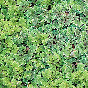 Azolla Caroliniana, Fairy Moss Huge 1/2 lb portion! - pondmegastore
