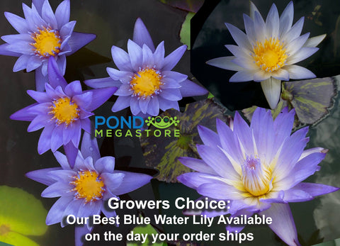 Grower's Choice Blue Water Lily Day Bloomer We choose current nicest plant in the color spectrum Available Early Spring 2020 - pondmegastore