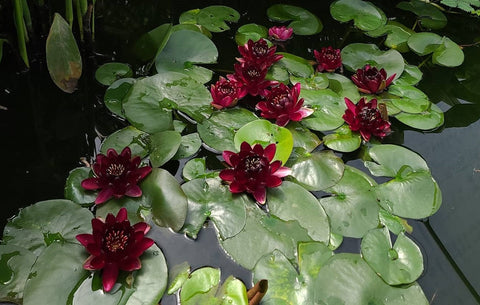Black Princess Water Lily