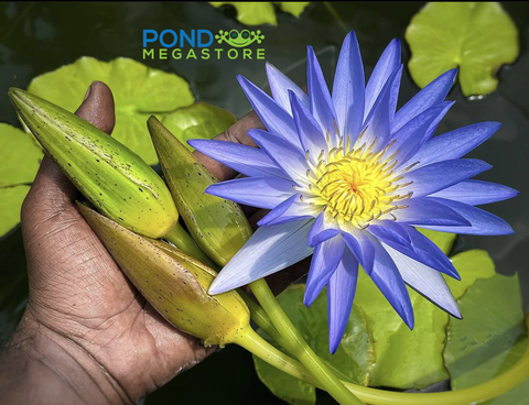3 BLUE WATER LILIES!