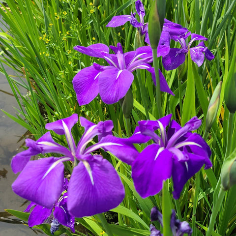 PondGro Pond Plant Containers MULTIPLE SIZES