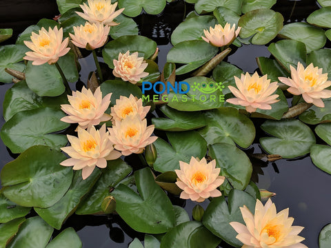 Clyde Ikins Waterlily Large Hardy Water Lily - pondmegastore
