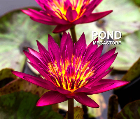 Doris Holt (very red!) Water Lily Day blooming Large Water Lily Ships Spring 2020 ! - pondmegastore