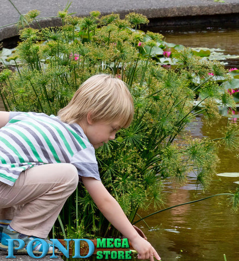 Dwarf Papyrus (Cyperus Haspan) Great for Small Ponds! - pondmegastore