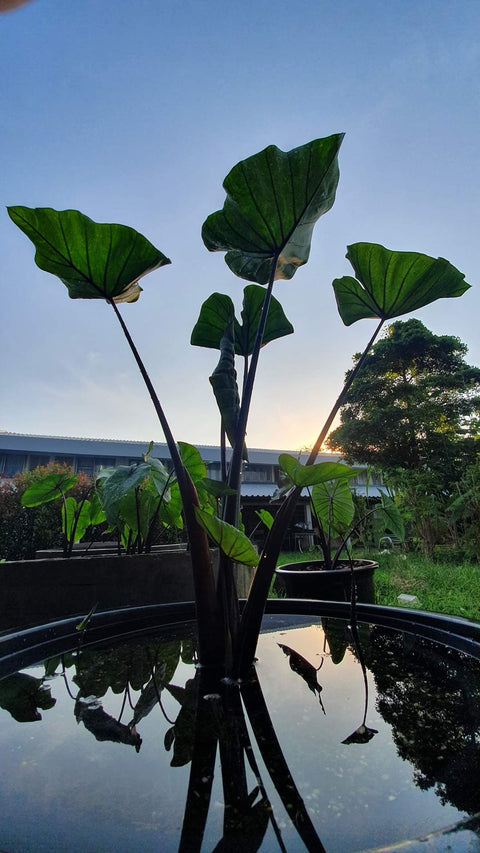 Tea Cup Taro Teacup Taro (Colocasia Esculenta)