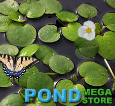 Frogbit (Limnobium Spongia) Floating Plants - pondmegastore