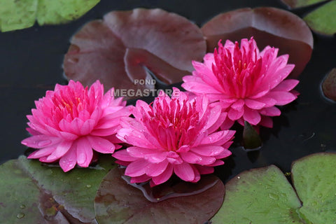 Fuchsia Pom Pom Waterlily Large Hardy Water Lily - pondmegastore