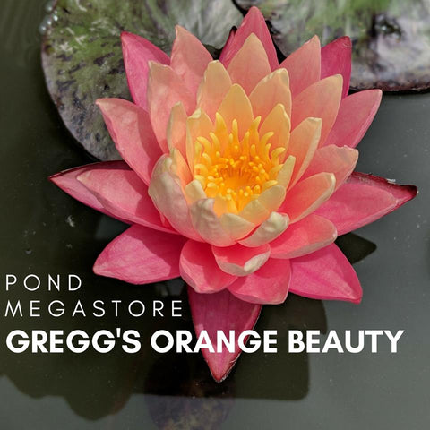 Gregg's Orange Beauty Waterlily Medium Hardy Water Lily - pondmegastore