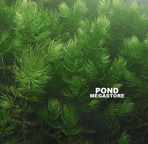 Hornwort (Ceratophyllum Demersum), Best Oxygenating Pond Plant by a mile! Starves algae and protects fish - pondmegastore
