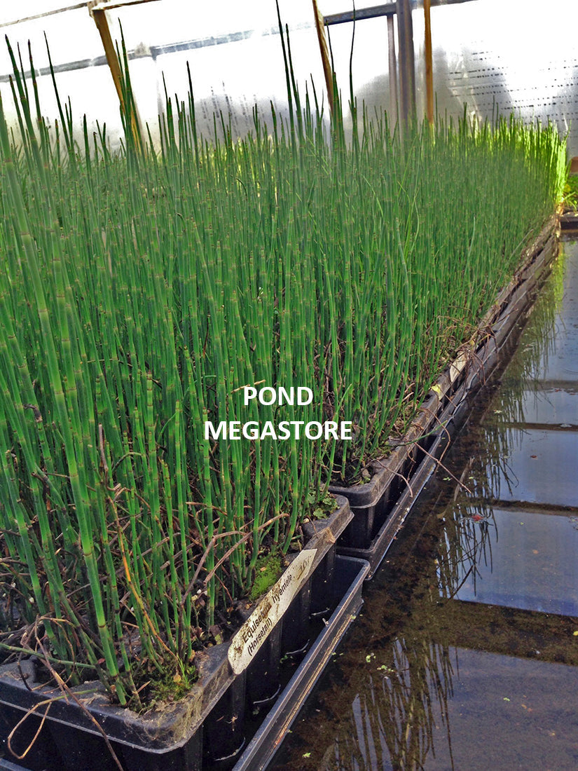 horsetail plant pot Equisetum hyemale (Marginal Aquatic) | Perennial And Biennial Plants