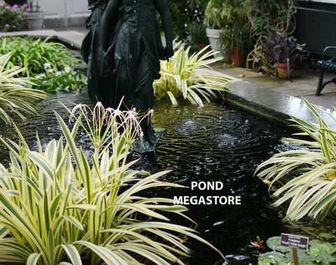 Variegated Spider Lily Ships May - September - pondmegastore