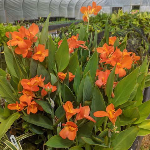 Chiquita Punch Canna 🌼 Heavy Bloomer! 🌼