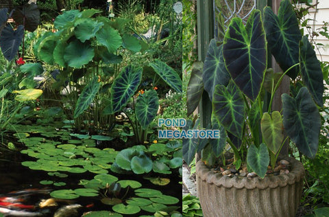 Imperial Taro (Colocasia Antiquorum Illustris) - pondmegastore