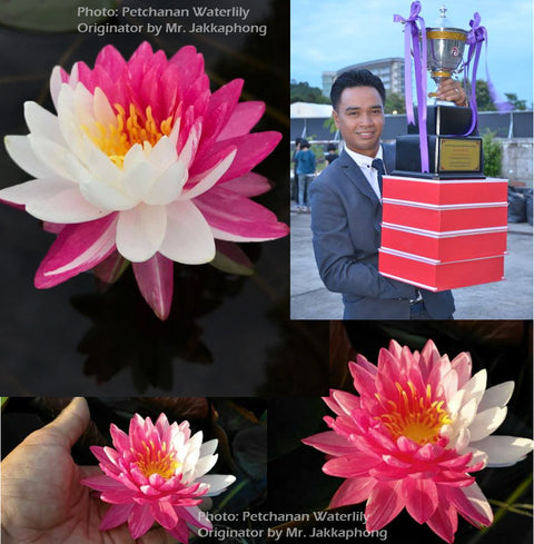 Jakkaphong Waterlily (Exclusive) Medium Hardy Water Lily - pondmegastore