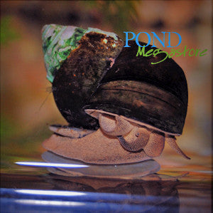 Japanese Trapdoor Pond Snails Small Quantity - pondmegastore