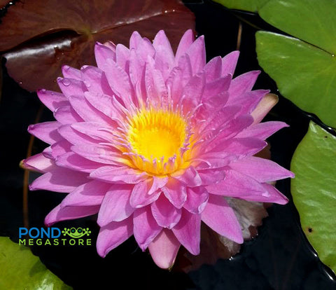 L'Amore Waterlily (Tropical Day Blooming Waterlily) Ships Spring 2020 ! - pondmegastore