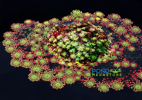 Mosaic Plant (Ludwigia sedioides) Potted Plants Very Warm weather required! - pondmegastore