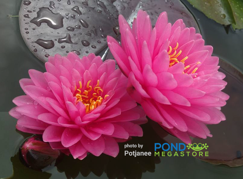 Malikan - Top 20 Water Lily! Medium size Available July 2020! - pondmegastore