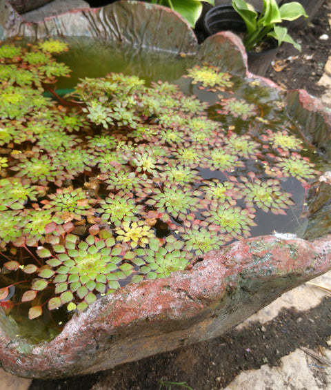 Mosaic Plant (Ludwigia sedioides) Potted Plants Very Warm weather required! - pondmegastore