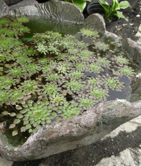 Mosaic Plant (Ludwigia sedioides) Potted Plants Very Warm weather required! - pondmegastore