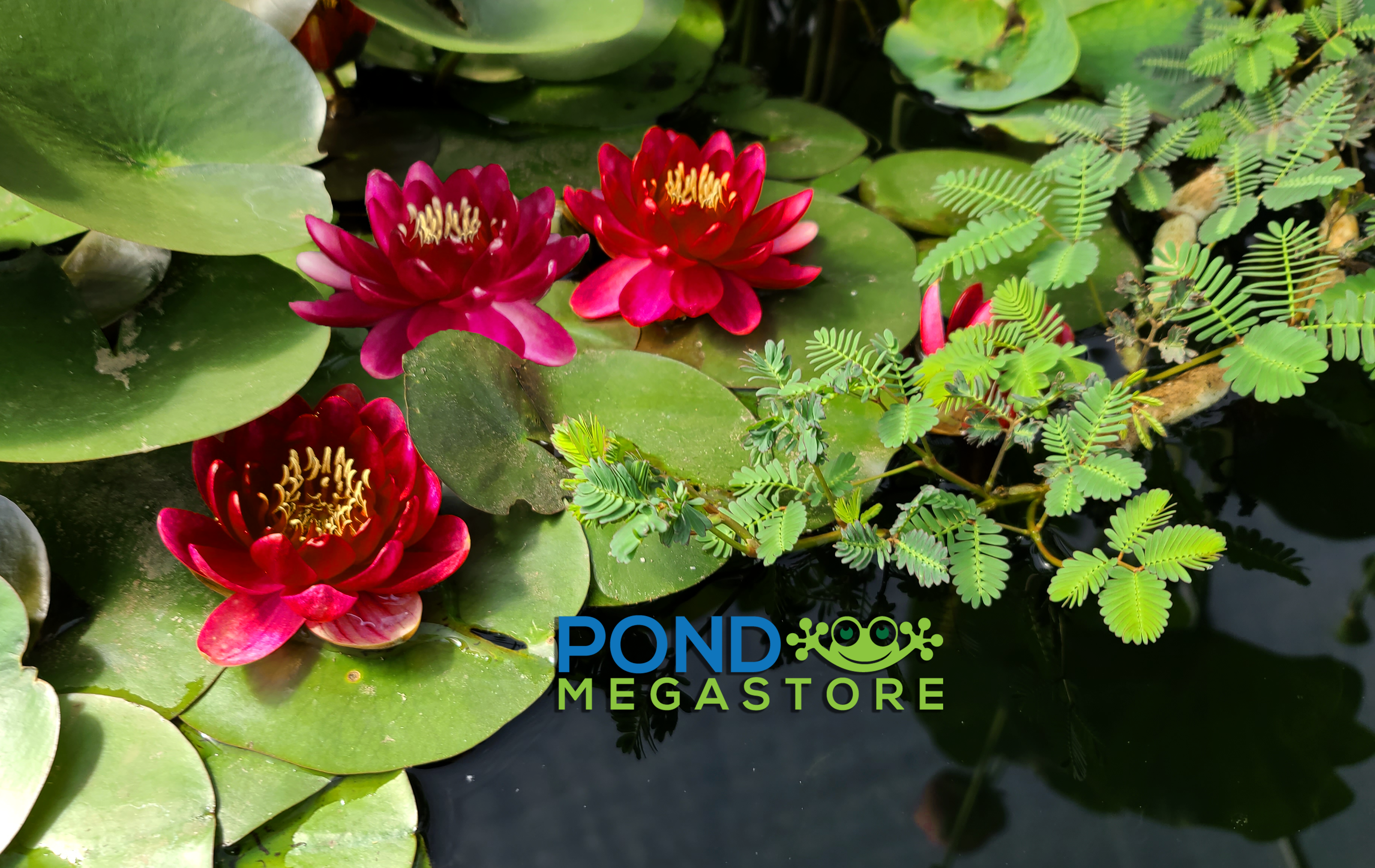 red water lily flower Perry's Baby Red water lily – LoveWatergardens