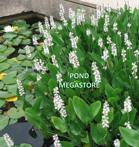 White Pickerel Rush (Pickerel Cordata Alba) Beauty & erosion control - pondmegastore