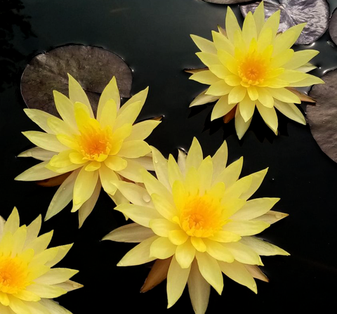 Pin Waree Water Lily