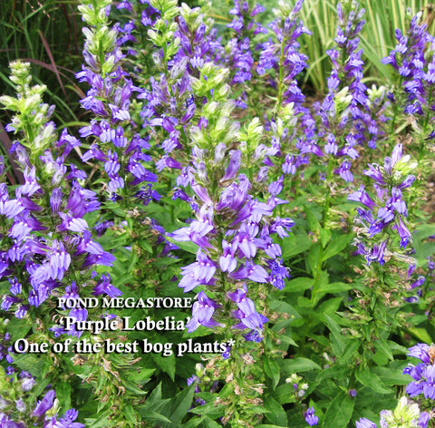 Blue Lobelia (Lobelia Vedrariensis) - pondmegastore