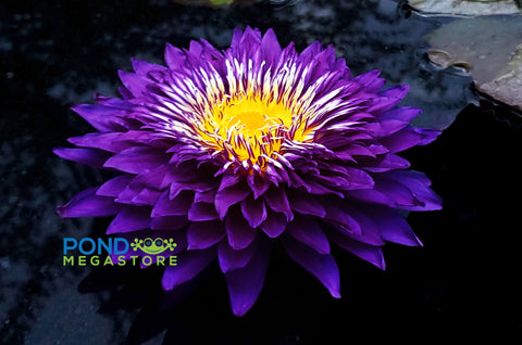 Purple Passion Water Lily Large Water Lily Incredible Large Flowers! - pondmegastore