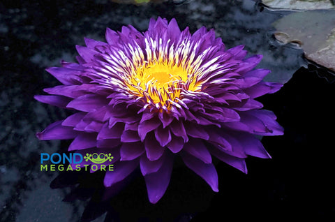 Purple Passion Water Lily Large Water Lily Incredible Large Flowers! - pondmegastore