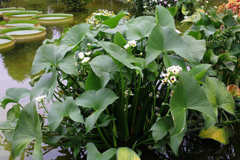 Aztec Arrowhead (Sagittaria Montevidensis) - pondmegastore