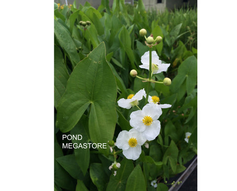 Arrowhead (Native plant) (Sagittaria Latifolia ) Also known as Duck Potato / Katniss - pondmegastore