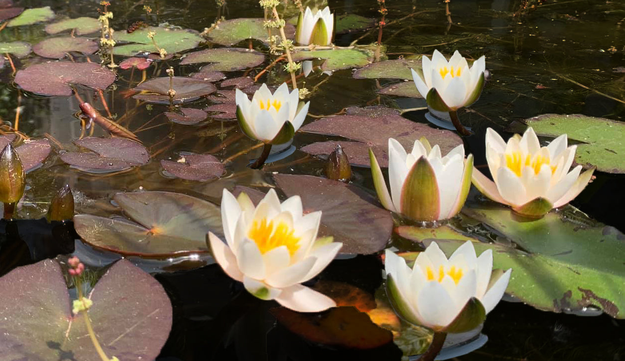 lily white snow Snow Princess Dwarf Hardy Water Lily – LoveWatergardens