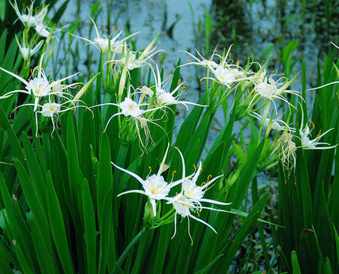 Spider Lily (White) (Hymenocallis Lirisome) Live Bog Plants! - pondmegastore