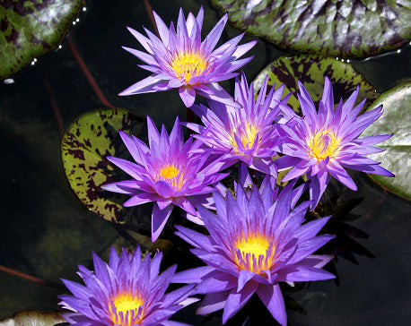 Star Of Zanzibar Water Lily Day blooming Medium-Large Water Lily - pondmegastore