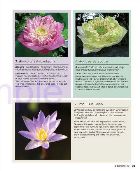 Thai Nationality Waterlily in Pang U Bon by Primlarp Wasuwat & Komgrit Chukiatman Hardcover - pondmegastore