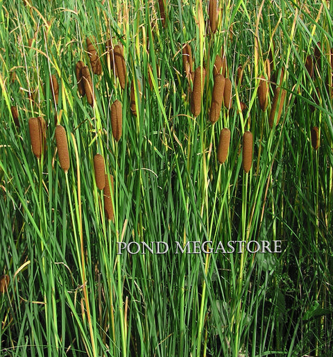 Graceful Dwarf Cattail (Typha Laxmannii) Probably the best cattail variety! - pondmegastore