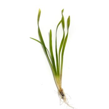 Vallisneria Oxygenating Pond Plants Great for goldfish and tadpoles! - pondmegastore
