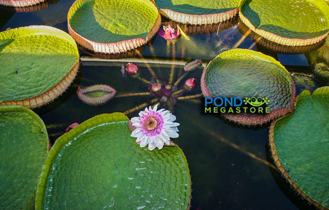 VICTORIA Cruziana Giant Water Lily