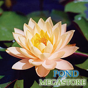 Clyde Ikins Waterlily Large Hardy Water Lily - pondmegastore