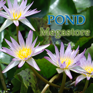 Madame Ganna Walska Medium-Large, Day Bloomer - pondmegastore