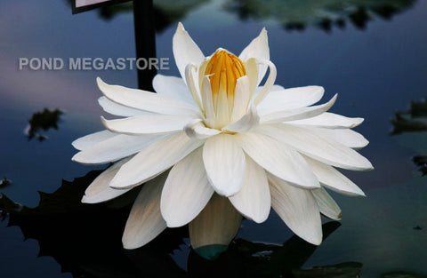 Missouri Waterlily Large, Night Bloomer - pondmegastore