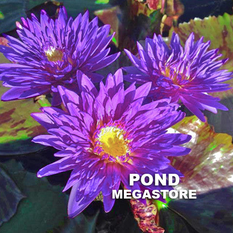Morada Bay Waterlily Medium-Large, Day Bloomer - pondmegastore