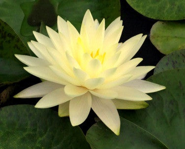 lily pad yellow flower Double Yellow Water Lily Pond Plants For Sale – LoveWatergardens